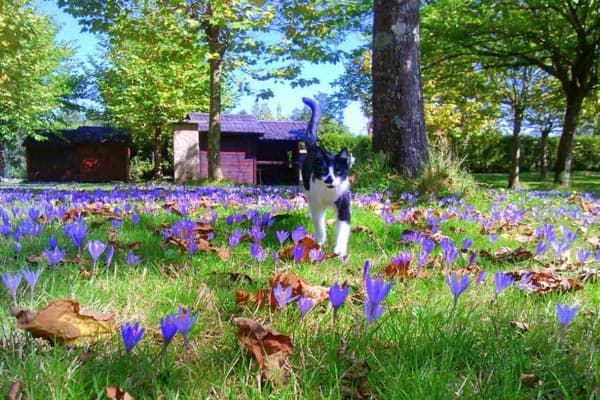 Anfibios, aves y mamíferos
